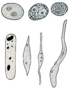 Nhân tế bào của tế bào thực vật