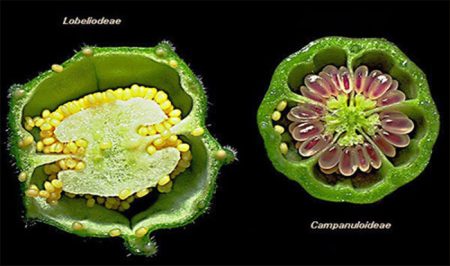 Cấu tạo nhân tế bào thực vật
