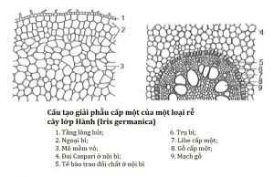 Mô hình Cây vấn đề  Problem tree  Thinking School