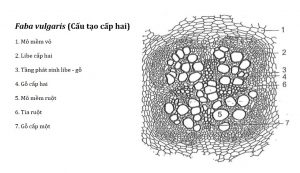 Rễ cây cấp 2: Sự phát triển của một cây không thể thiếu rễ cây. Với hình ảnh rễ cây cấp 2, bạn sẽ thấy rõ được tầng rễ phức tạp trong đất. Hãy cùng tìm hiểu về sức mạnh cũng như vai trò quan trọng của rễ cây trong sự sống của loài cây này nhé!