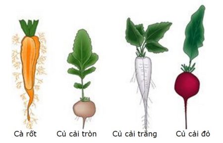 Phân loại và mô tả một số loại rễ cây