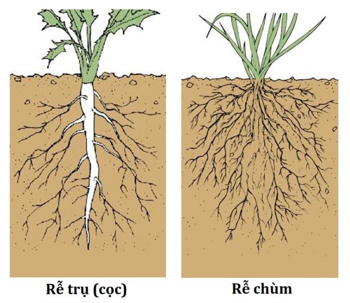 Phân loại và mô tả một số loại rễ cây