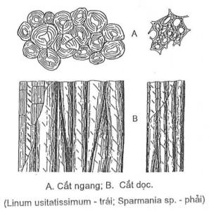 Mô cứng