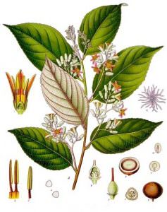 cây cánh kiến trắng