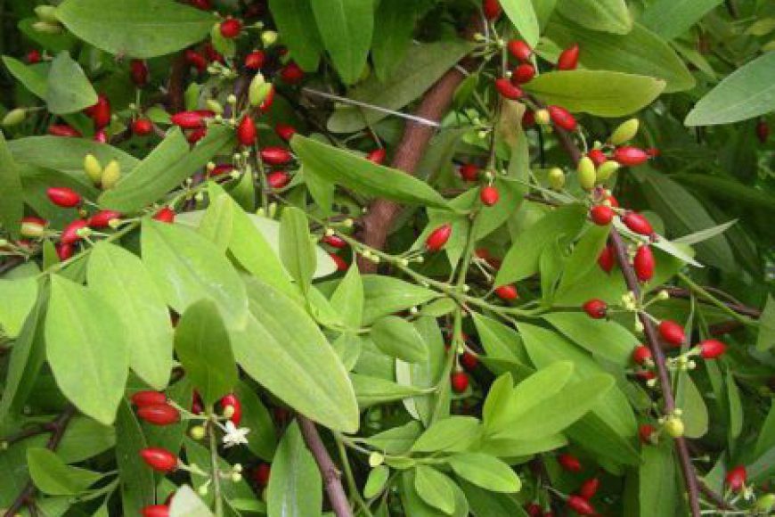 Cây Coca Đặc điểm thực vật, công dụng, thành phần hóa học