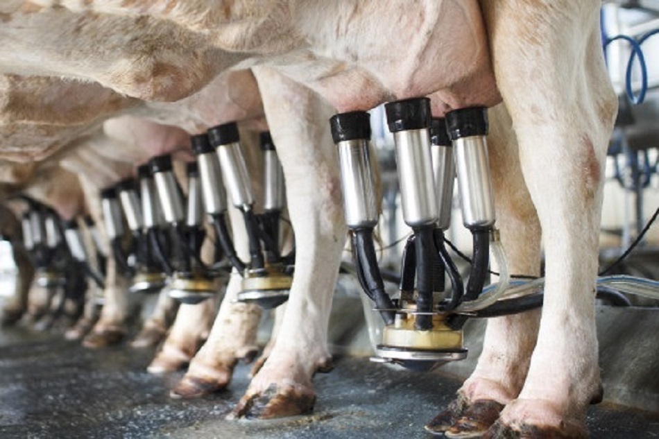 Sữa non nhập khẩu Mỹ đạt chuẩn FDA