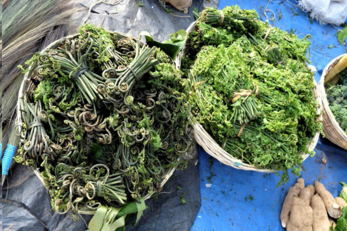 Hình 1. Diplazium esculentum (Retz) Sw.; ngọn, lá rau dớn bán ở chợ Sa Pa (Việt Nam); Bùi Thị Mai, CC-BY-NC-ND; bên dưới là bó rau dớn được bán ở chợ Thimphu (Bhutan); L. Cardin, CC-BY-NC-ND.