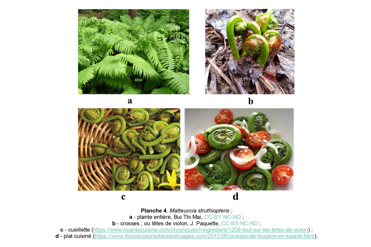 Hình 2. Matteuccia struthiopteris, dương xỉ đà điểu là loại rau tươi ngon trong các món salad ở Bắc Mỹ, Âu Châu.